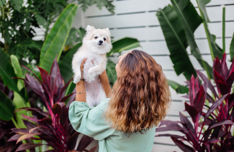Pet-Friendly Plants