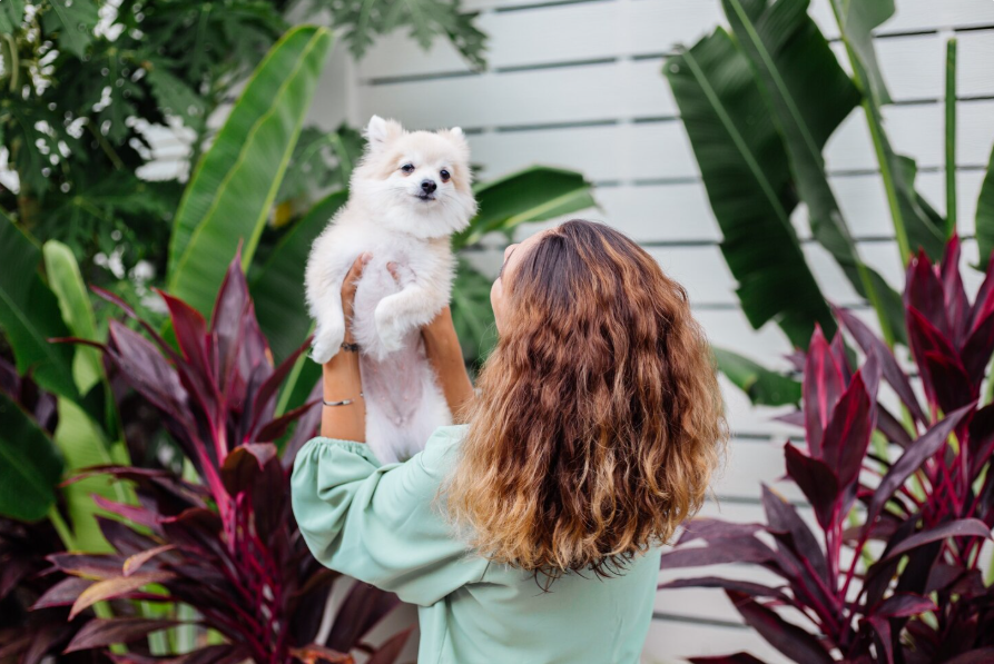 Pet-Friendly Plants